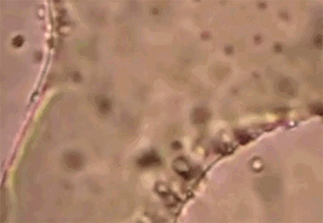 環(huán)保菌工作原理