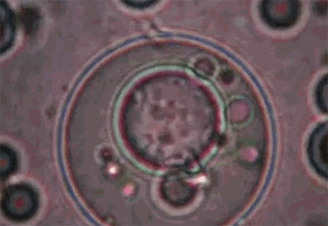 環(huán)保菌工作原理